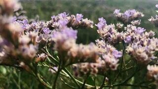 Blumen in den Dünen von Norderney
