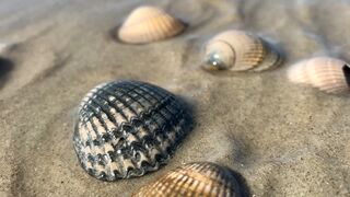 Muscheln auf Norderney