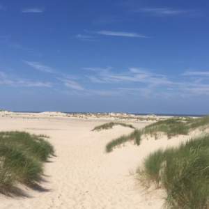 Dünen am Sandstrand von Norderney