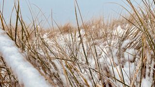 Dünen auf Norderney im Winter