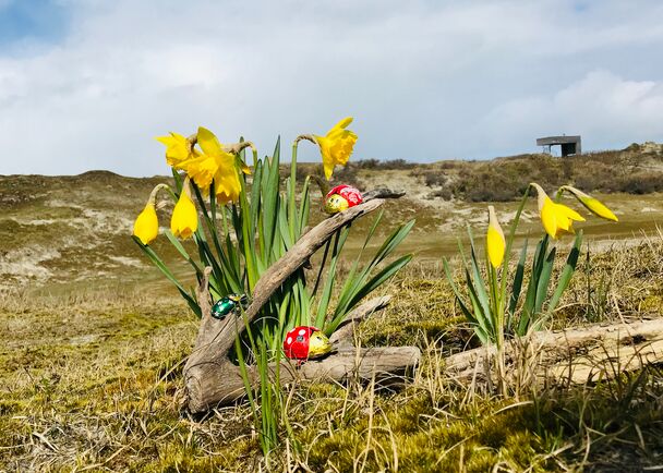 Narzissen und Osterdeko in den Dünen von Norderney