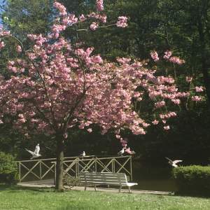 Kirschbaum im Park auf Norderney Hotel Friese
