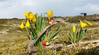 Narzissen und Osterdeko in den Dünen von Norderney