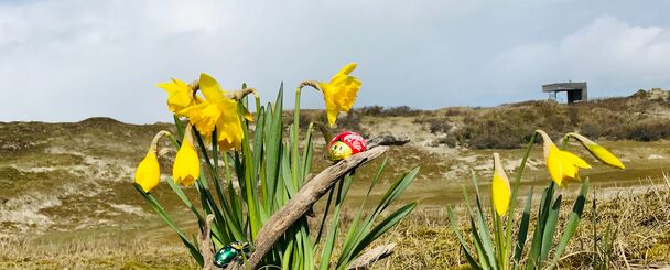 Osterblumen auf Norderney