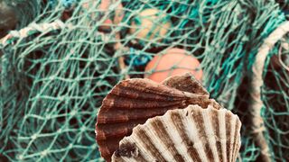 Muscheln und Fischernetz