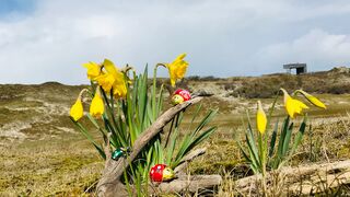 Osterblumen auf Norderney